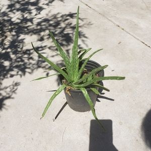 Aloe Vera Plant